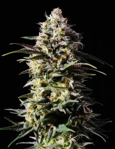 Pure Skunk Go Fast Strain (Kannabia Seeds) Feminized