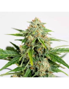 Amnesia CBD Pure Auto - Rapid Growth, High CBD Content