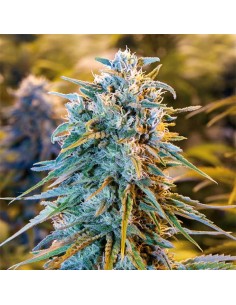 Blue Dream Strain (Humboldt Seed Organization) - Femminizzati