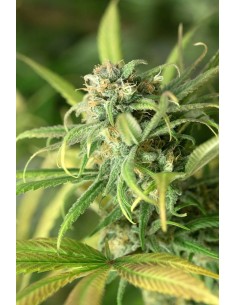 Blue Dream Strain (Humboldt Seed Organization) - Femminizzati 2
