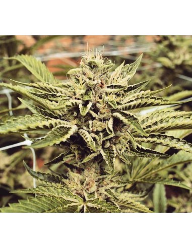 Cinnamon Buddha OG (Humboldt Seed Organization) Feminized