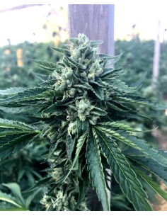 Cinnamon Buddha OG (Humboldt Seed Organization) Femminizzati 2