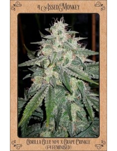 4 Assed Monkey Auto from Mephisto Genetics - potent and fruity 2