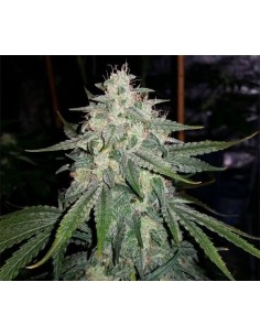 4 Assed Monkey Auto from Mephisto Genetics - potent and fruity