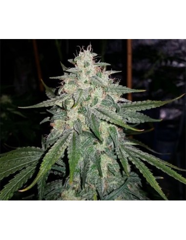 4 Assed Monkey Auto de Mephisto Genetics - potente y afrutada