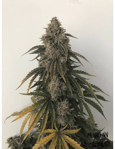 Beary White Auto (Mephisto Genetics) - Alto rendimiento, rápido crecimiento