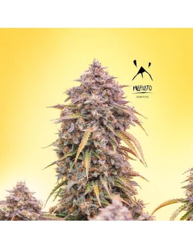 3 Bears OG (Mephisto Genetics) Semillas Autoflorecientes