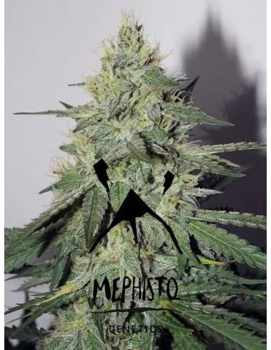 Chemdogging Auto Strain (Mephisto Genetics) - Robuste et résistante