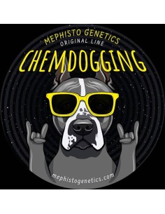 Chemdogging Auto Strain (Mephisto Genetics) - Robust and Resilient 2