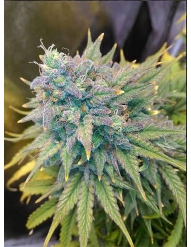 Gold Glue Auto (Mephisto Genetics) - Fast-Flowering, High Yield