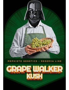 Grape Walker Kush Auto (Mephisto Genetics) - Dense Sticky Buds 2