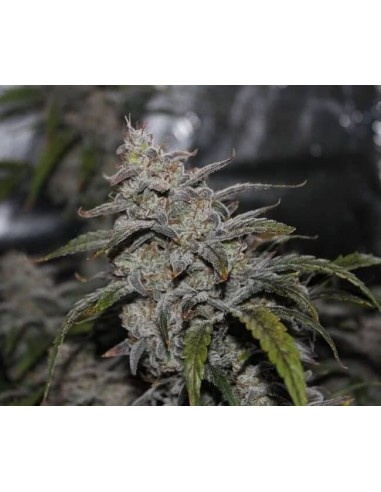 Grape Walker Kush Auto (Mephisto Genetics) - Bourgeons denses et collants