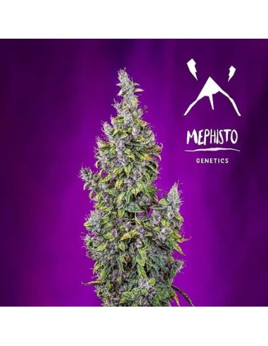 Pink Panama Auto Strain (Mephisto Genetics) - ¡Colores vivos y rápidos!