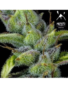 Pink Panama Auto Strain (Mephisto Genetics) - Vivid colors and fast! 2