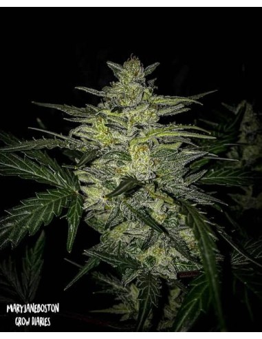 Skylar White Auto (Mephisto Genetics) - High Yields & Potent THC