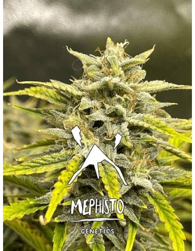 Skystomper 2.0 Auto (Mephisto Genetics) - Rendimiento rápido, calidad superior