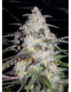 Toof Decay Auto (Mephisto Genetics) - Compact, Fast, Potent