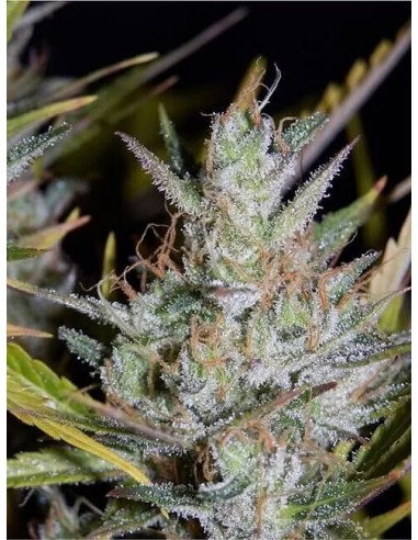 Hubbabubbasmelloscope Auto (Mephisto Genetics) - Crescita facile, grande rendimento