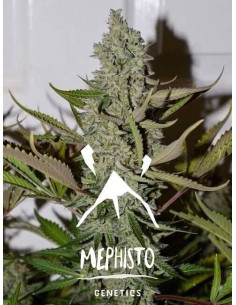 Northern Cheese Haze Auto (Mephisto Genetics) - Potent and Resilient