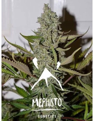 Northern Cheese Haze Auto (Mephisto Genetics) - Potent und widerstandsfähig