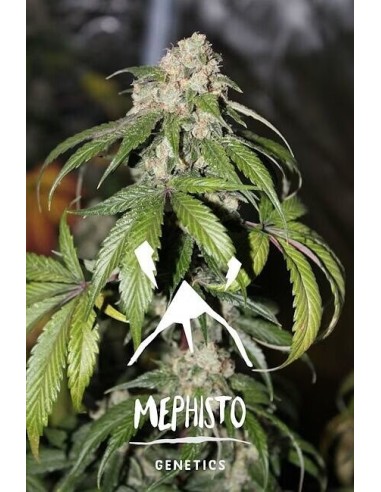 Samsquanch OG Auto (Mephisto Genetics) - Crecimiento vigoroso, altos rendimientos