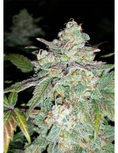 Sour Crack Auto (Mephisto Genetics) - Raccolta fulminea