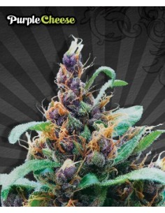 Purple Cheese 2