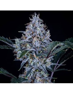Sundae Thumper Auto by Mephisto Genetics - Fast Growing Hybrid 2