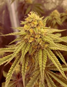 Acaiberry x Kush Mints x Runtz (Ripper Seeds) Feminized