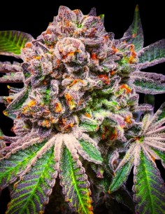 Cherry Mac Muffin (Growers Choice) - Potent, Productive, and Flavorful