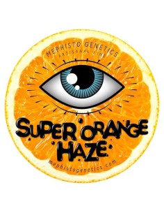 Super Orange Haze Auto (Mephisto) - High THC and Big Yields 2