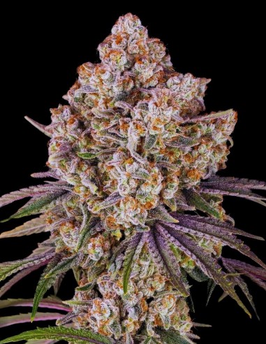 Ice Cream Cake (Barneys Farm Seeds) Sabor cremoso, 25% THC