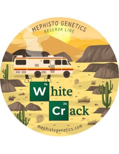 White Crack Auto (Mephisto Genetics) - Potent and Productive 2