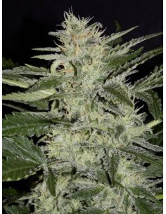 White Crack Auto (Mephisto Genetics) - Potent and Productive