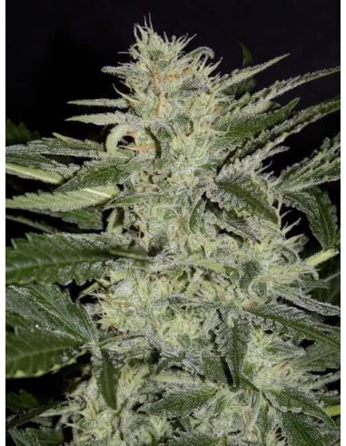 White Crack Auto (Mephisto Genetics) - Potente y Productiva