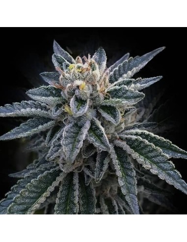 3Peat Strain (DNA Genetics) - Premium Quality Seeds