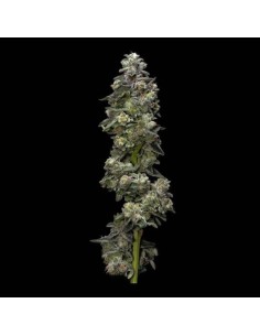 Bakers Delight Strain (DNA Genetics) - Cogollos resinosos y aromáticos