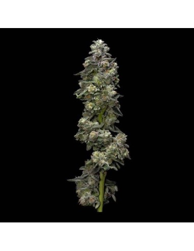 Bakers Delight Strain (DNA Genetics) - Bourgeons résineux et aromatiques