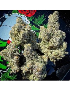 Bakers Delight Strain (DNA Genetics) - Cogollos resinosos y aromáticos 2