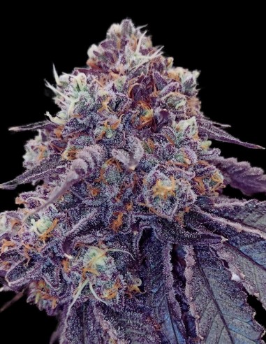 Rainbow Sherbet 11 Strain (Oaseeds) Feminized Seeds