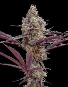 Chocoberries  Strain (Oaseeds) – Chocolate & Berry Bliss