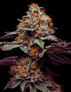 Bacio Gelato Strain (Oaseeds) – High-Yield, Elite Genetics