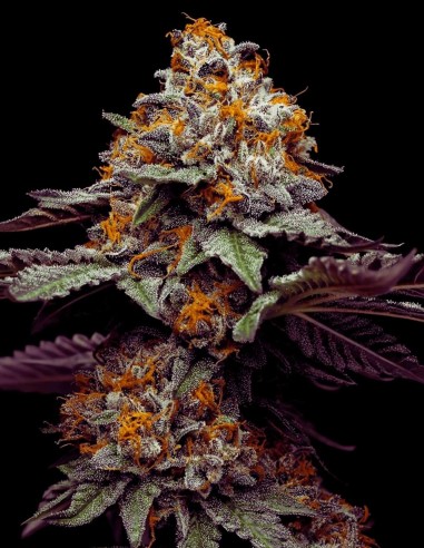 Bacio Gelato Strain (Oaseeds) Feminized Seeds