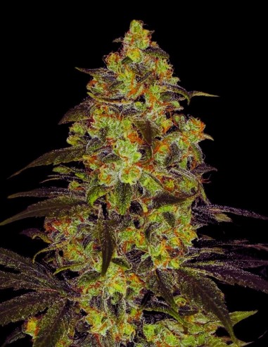 Otter Popz Strain (Oaseeds) Feminized Seeds