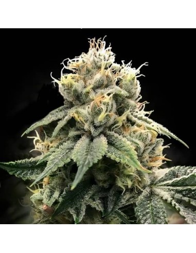 C.T.S "Chocolate Truffle Shuffle" (DNA Genetics) - Ricos Sabores