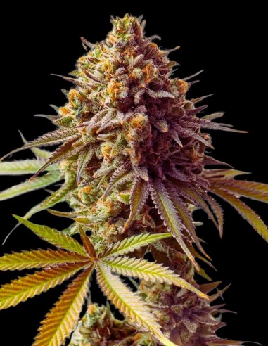 Cereal Milk Strain (Oaseeds) Feminized Seeds