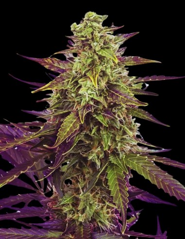 Cereal Milk Auto (Oaseeds) Autoflowering Seeds