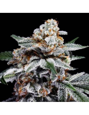 Canelo Auto (DNA Genetics) - Veloce, fruttata, ad alto contenuto di THC