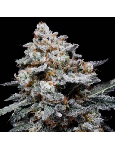 CheMACal Romance (DNA Genetics) - Fast High Yield