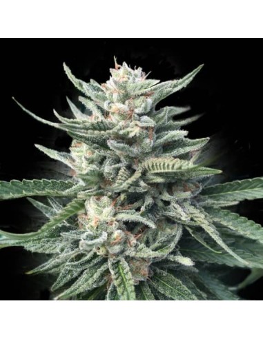 Chocolope 256 (DNA Genetics) - Euforica e deliziosa